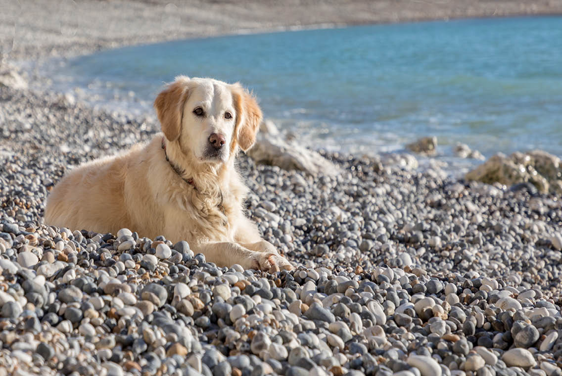 dog friendly lulworth cove