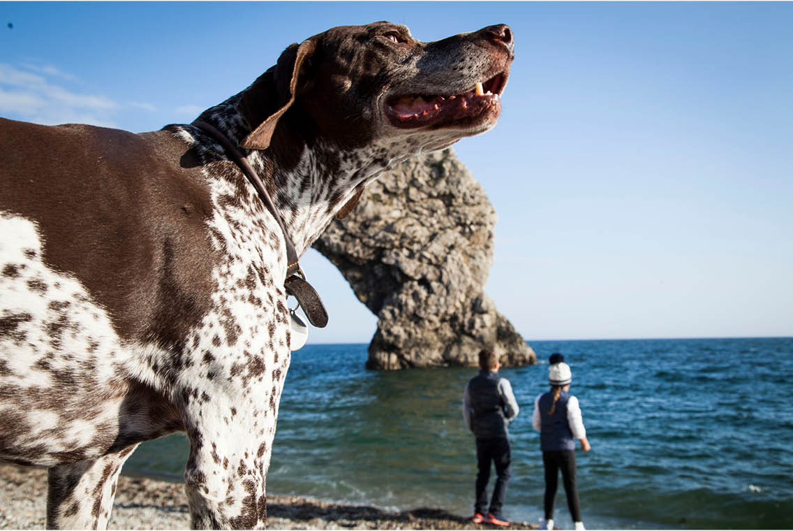 is durdle door beach dog friendly