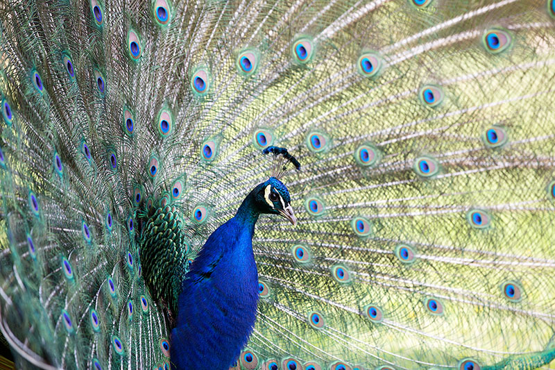 Lulworth Castle Peacock